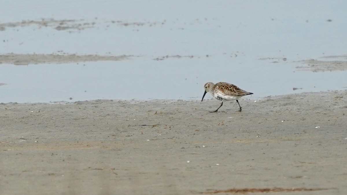 Dunlin - ML442886481