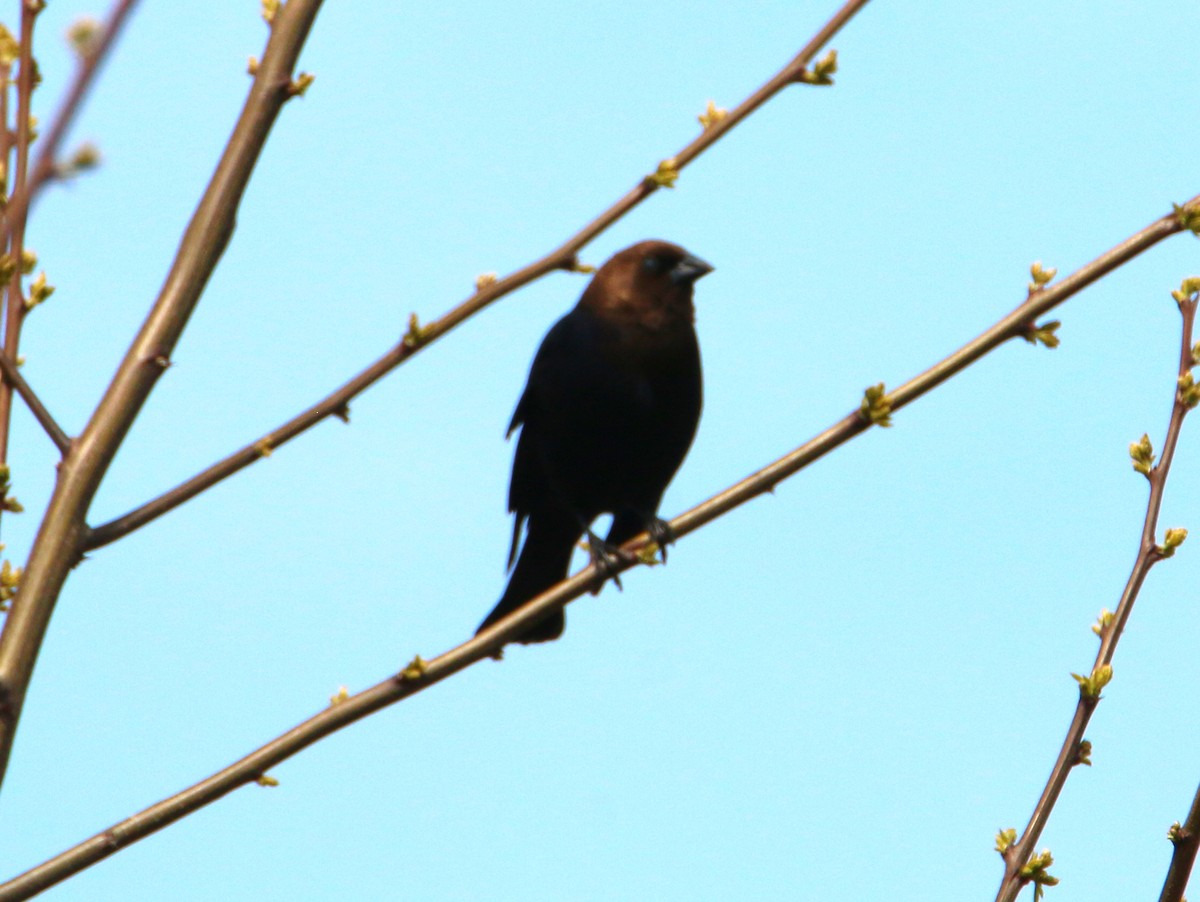 Brown-headed Cowbird - ML442889131