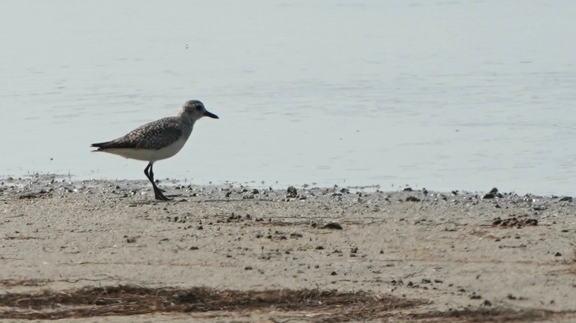 Black-bellied Plover - ML442889771