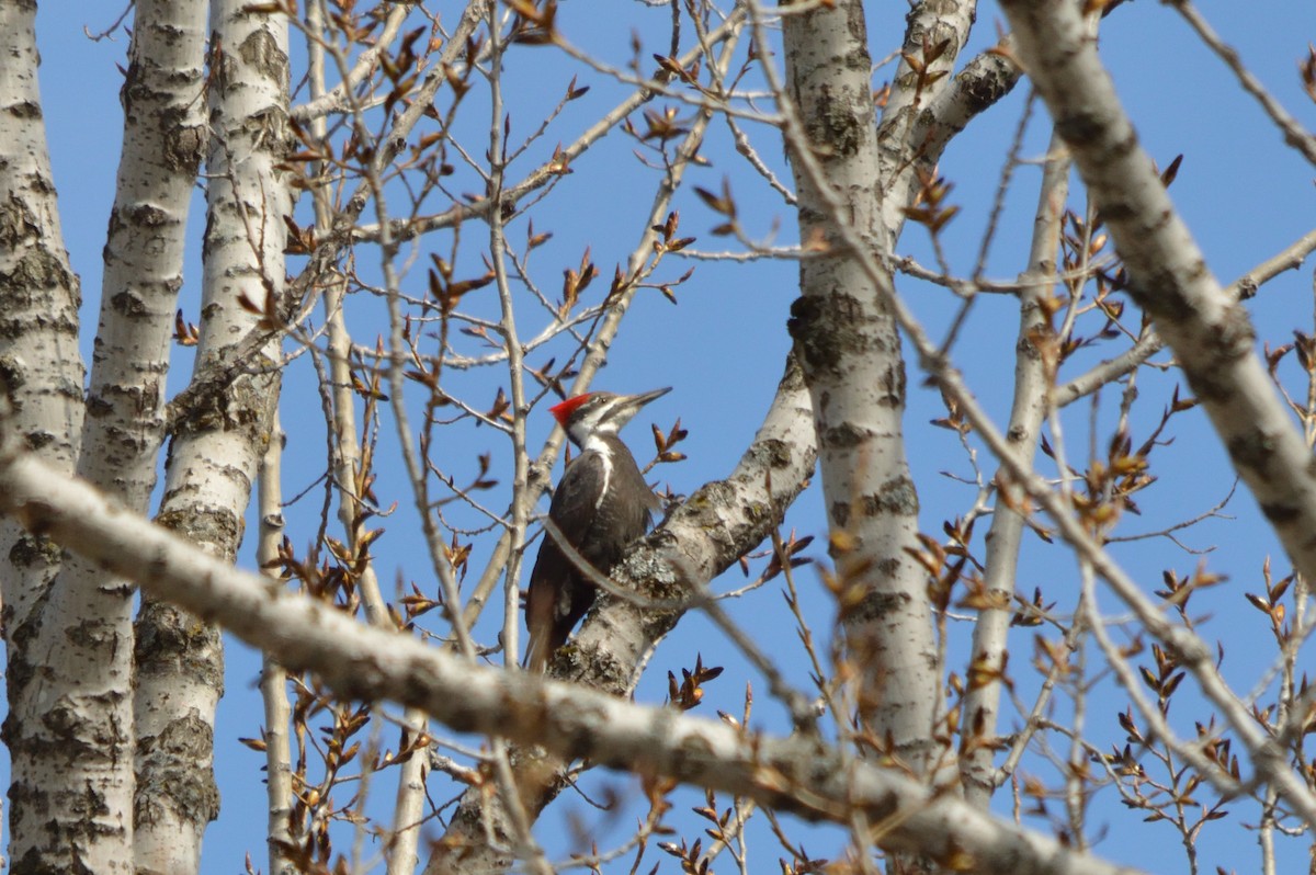 Pileated Woodpecker - ML442891051