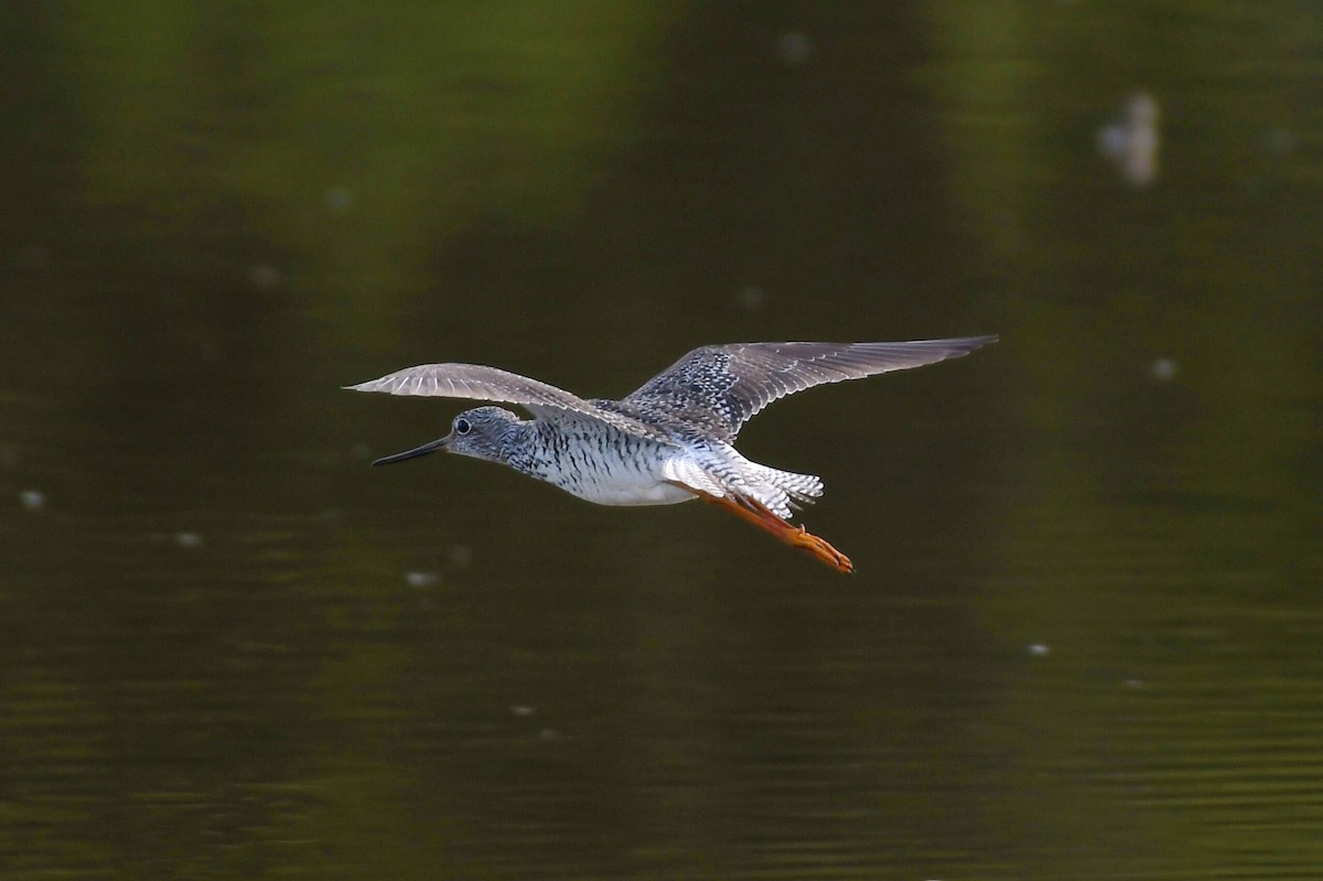 Greater Yellowlegs - Michael Myers