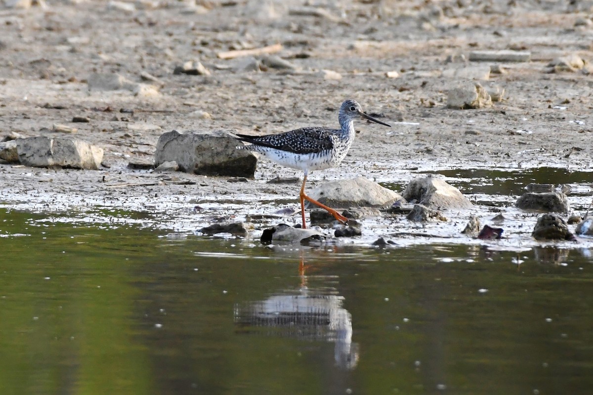 Greater Yellowlegs - Michael Myers