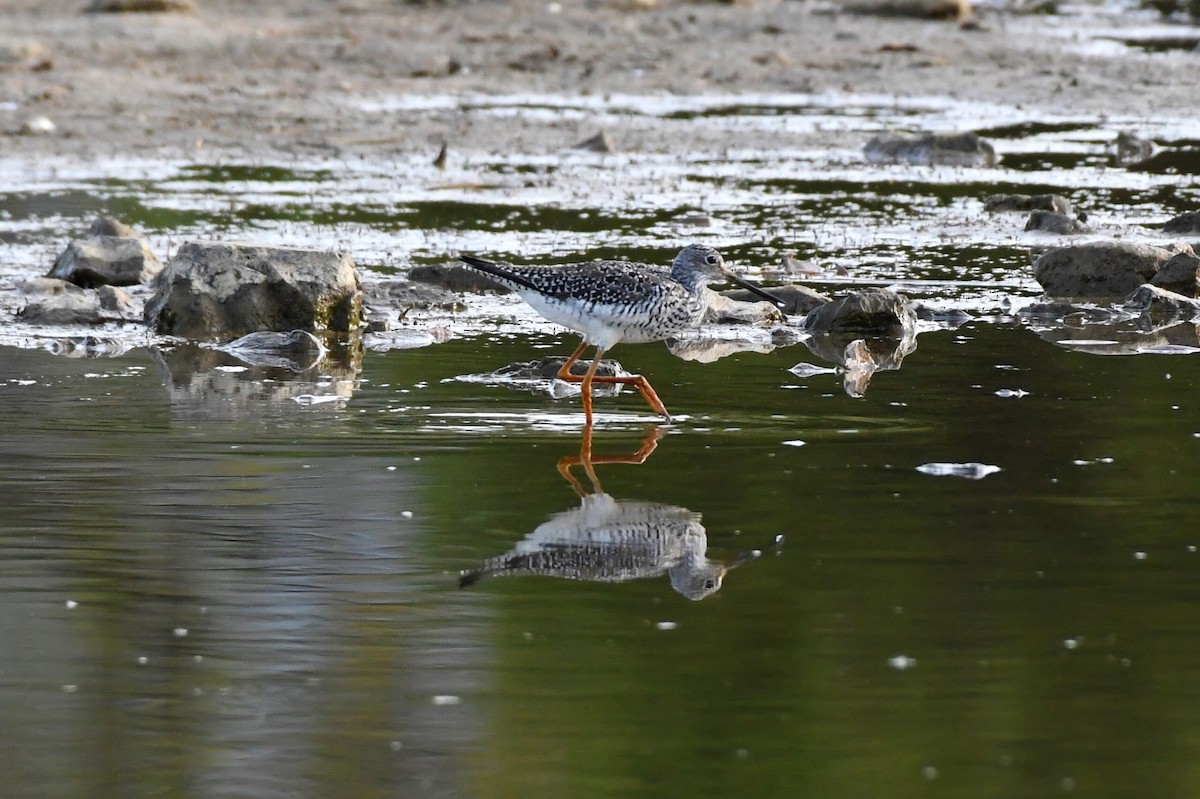 Greater Yellowlegs - Michael Myers