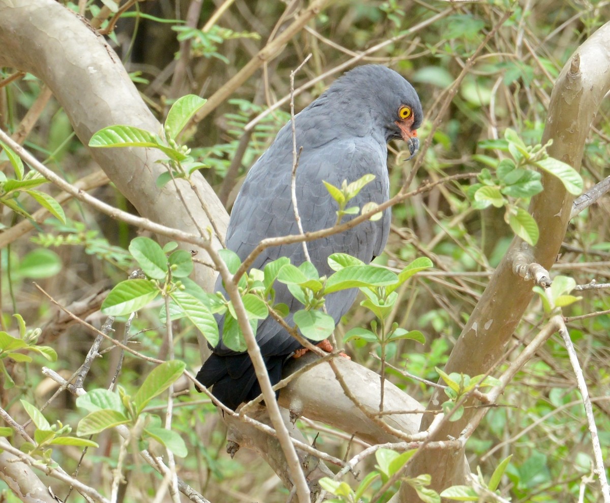 Slender-billed Kite - Neil Wingert