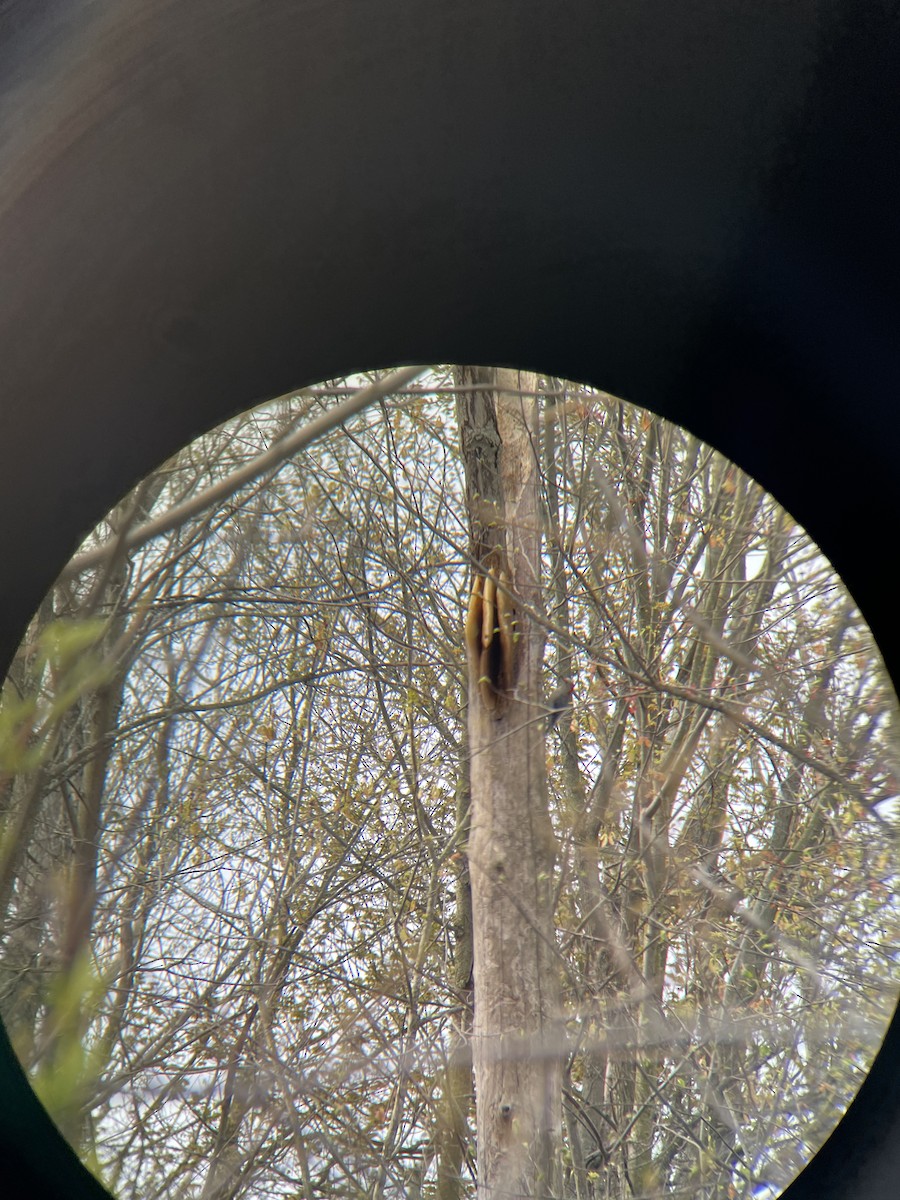 Red-bellied Woodpecker - ML442892261