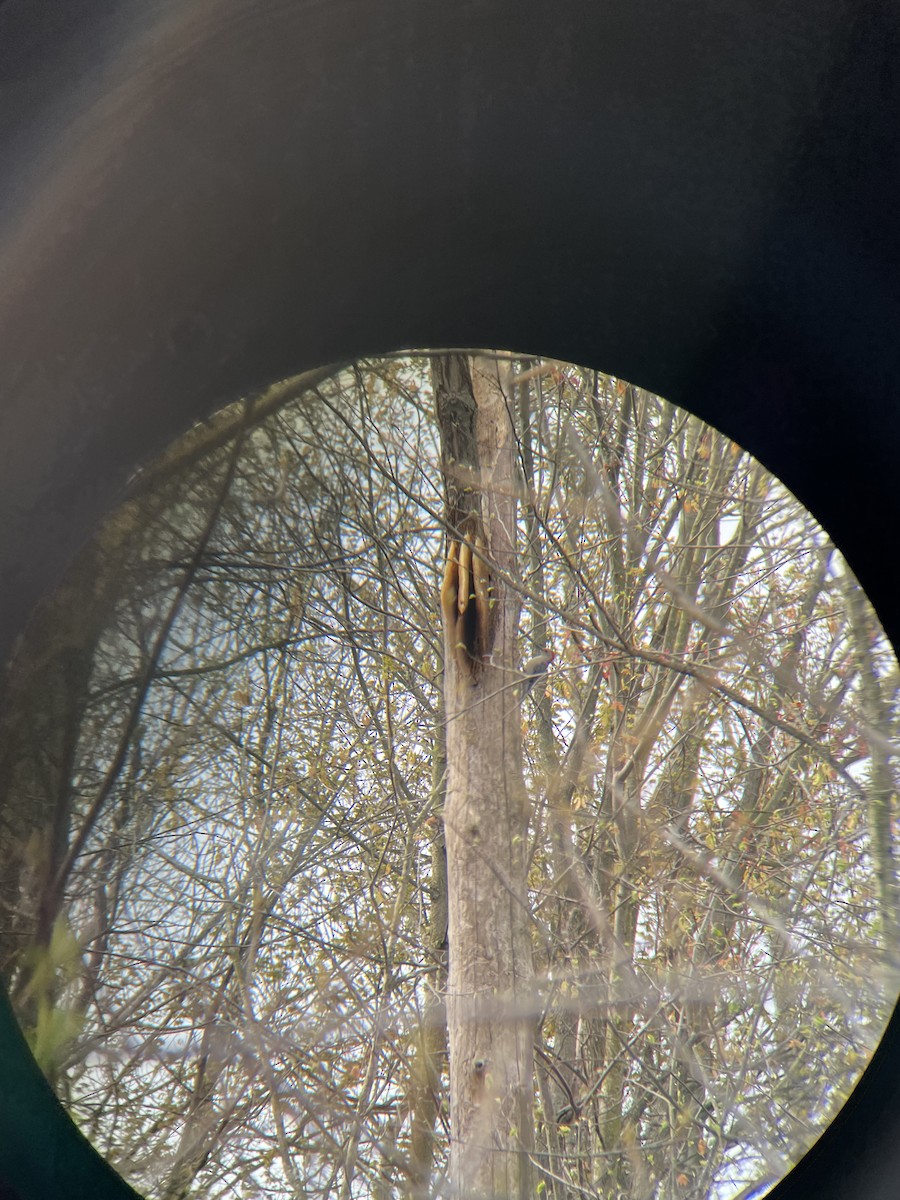 Red-bellied Woodpecker - ML442892391