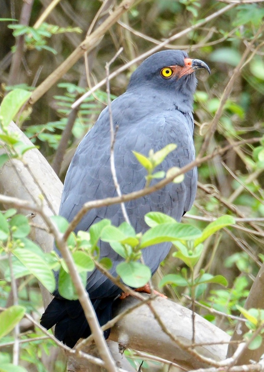 Slender-billed Kite - ML44289241