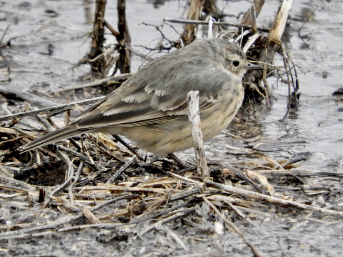 American Pipit - ML442892571