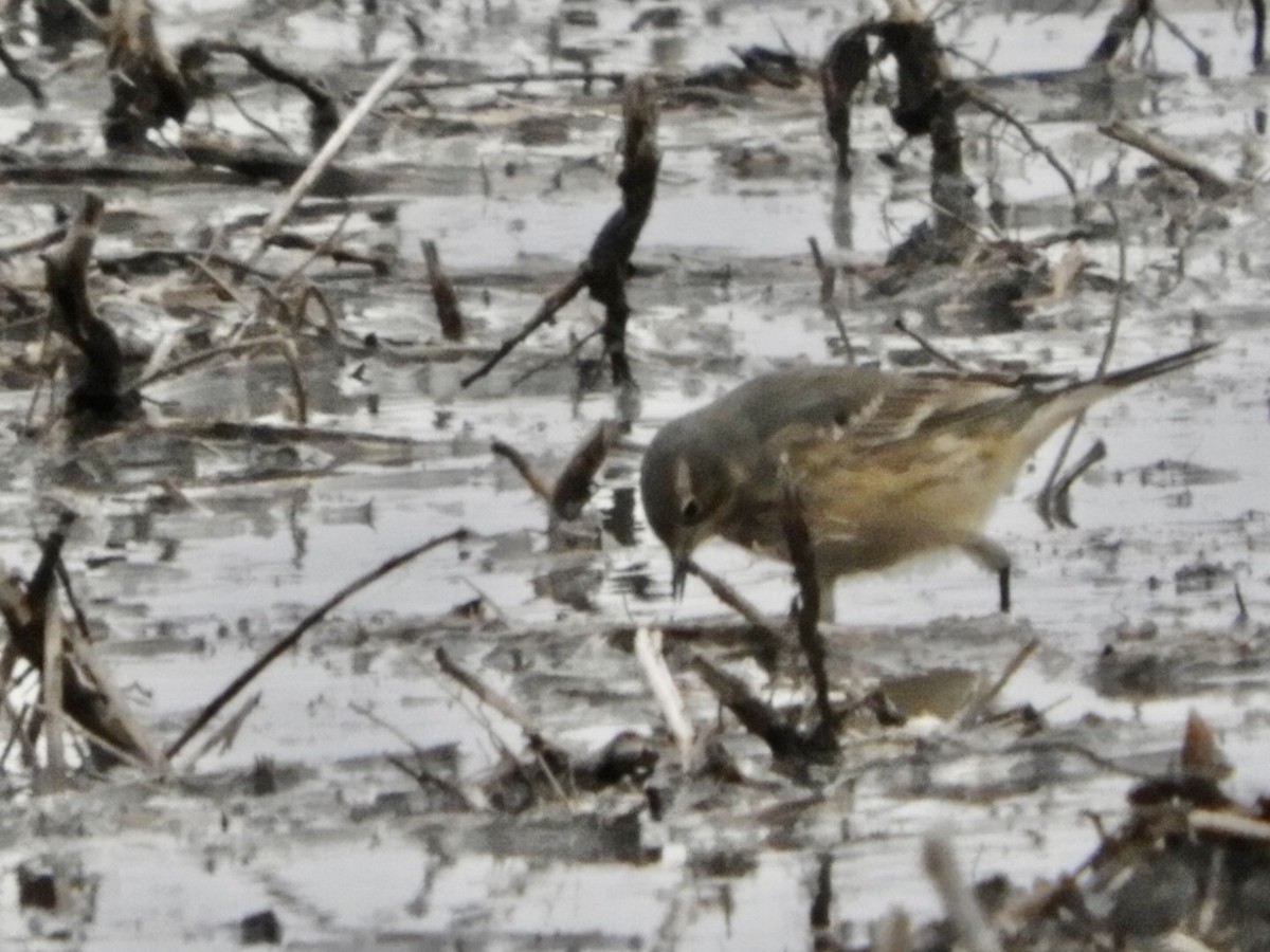 American Pipit - Lois Rockhill