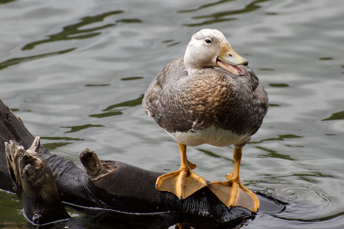 Flying Steamer-Duck - ML44289321