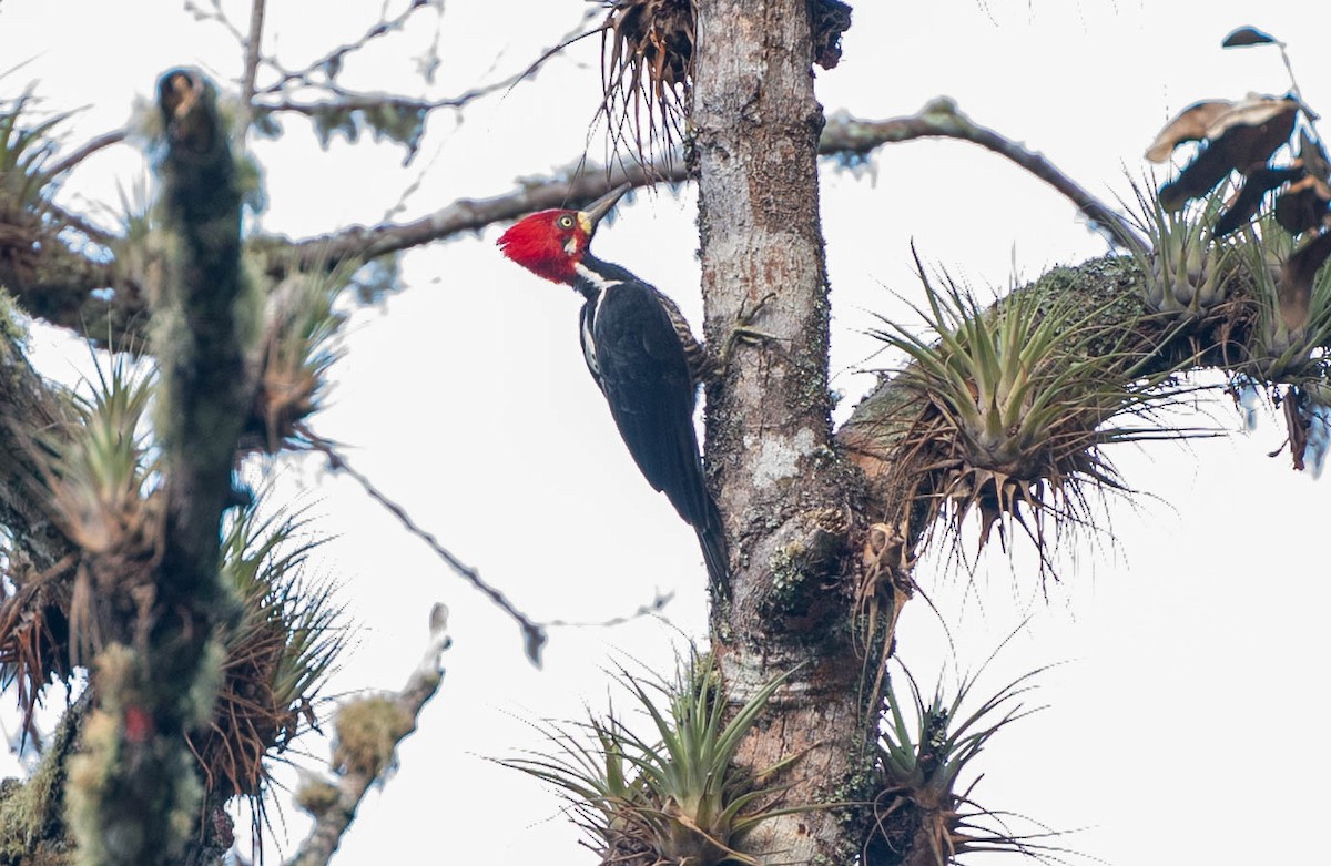 Crimson-crested Woodpecker - ML442896581