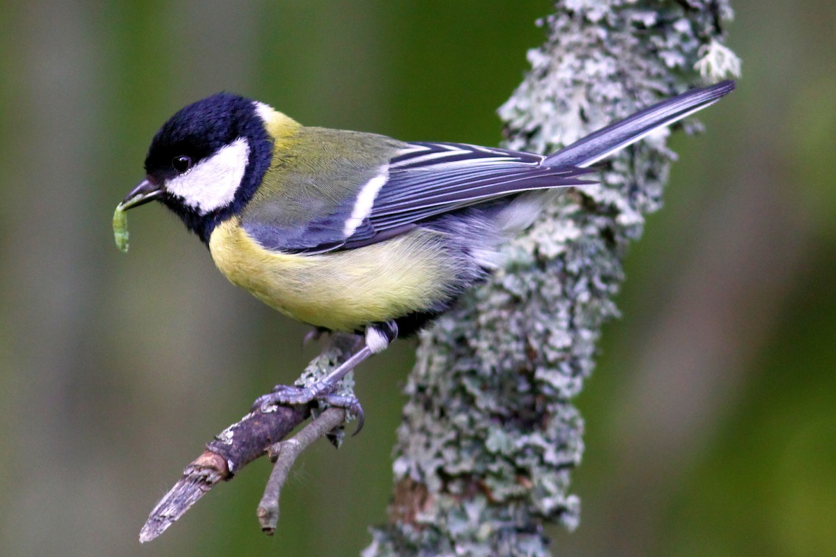 Great Tit (Great) - Knut Hansen