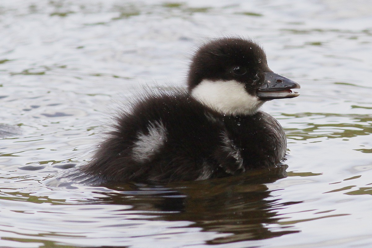 Common Goldeneye - ML44289801