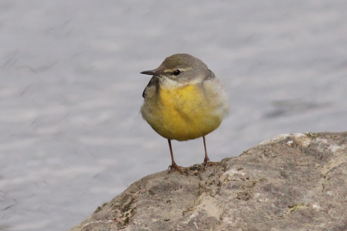 Gray Wagtail - ML44289831