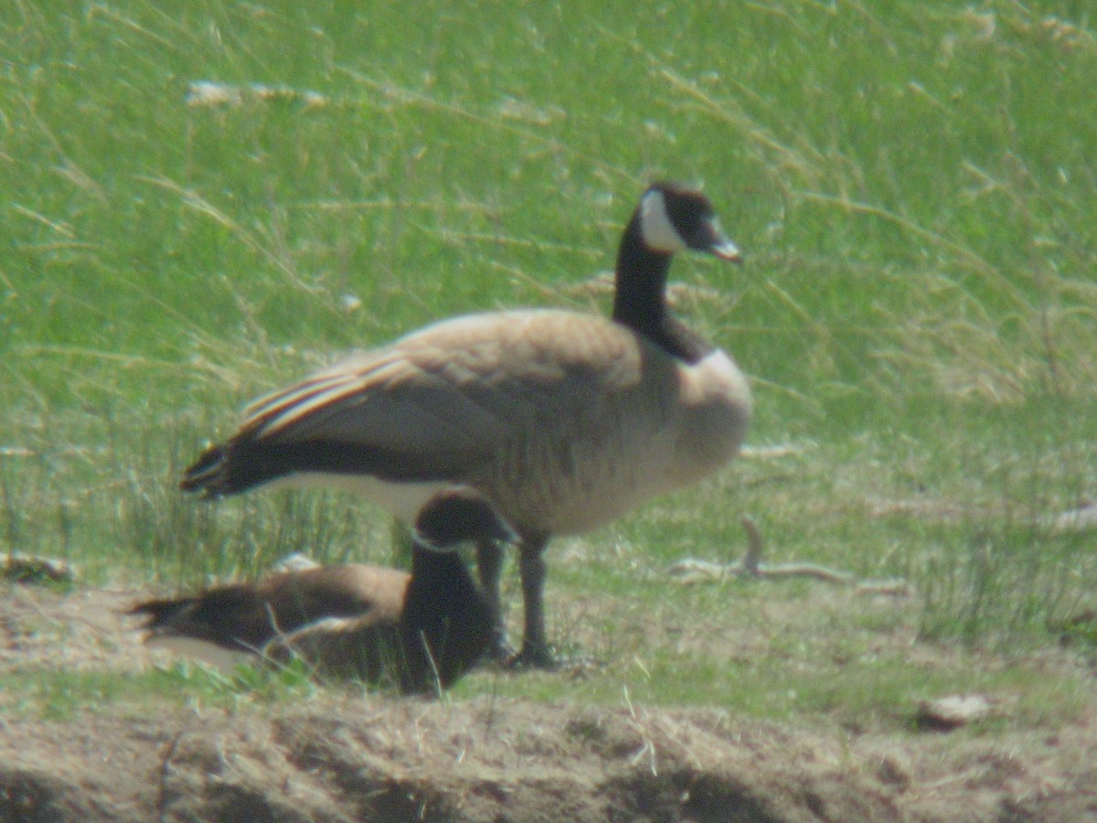 Brant - ML44289881