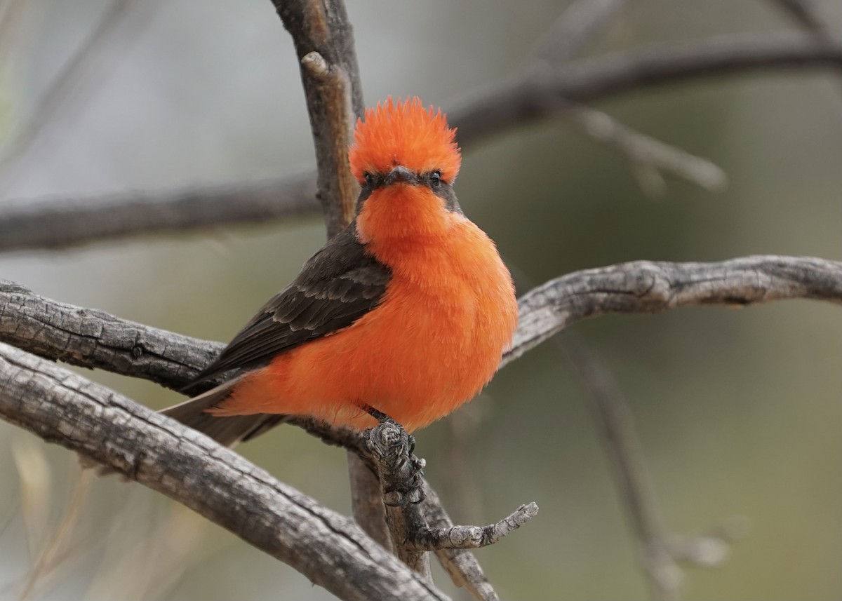 Vermilion Flycatcher - ML442899151