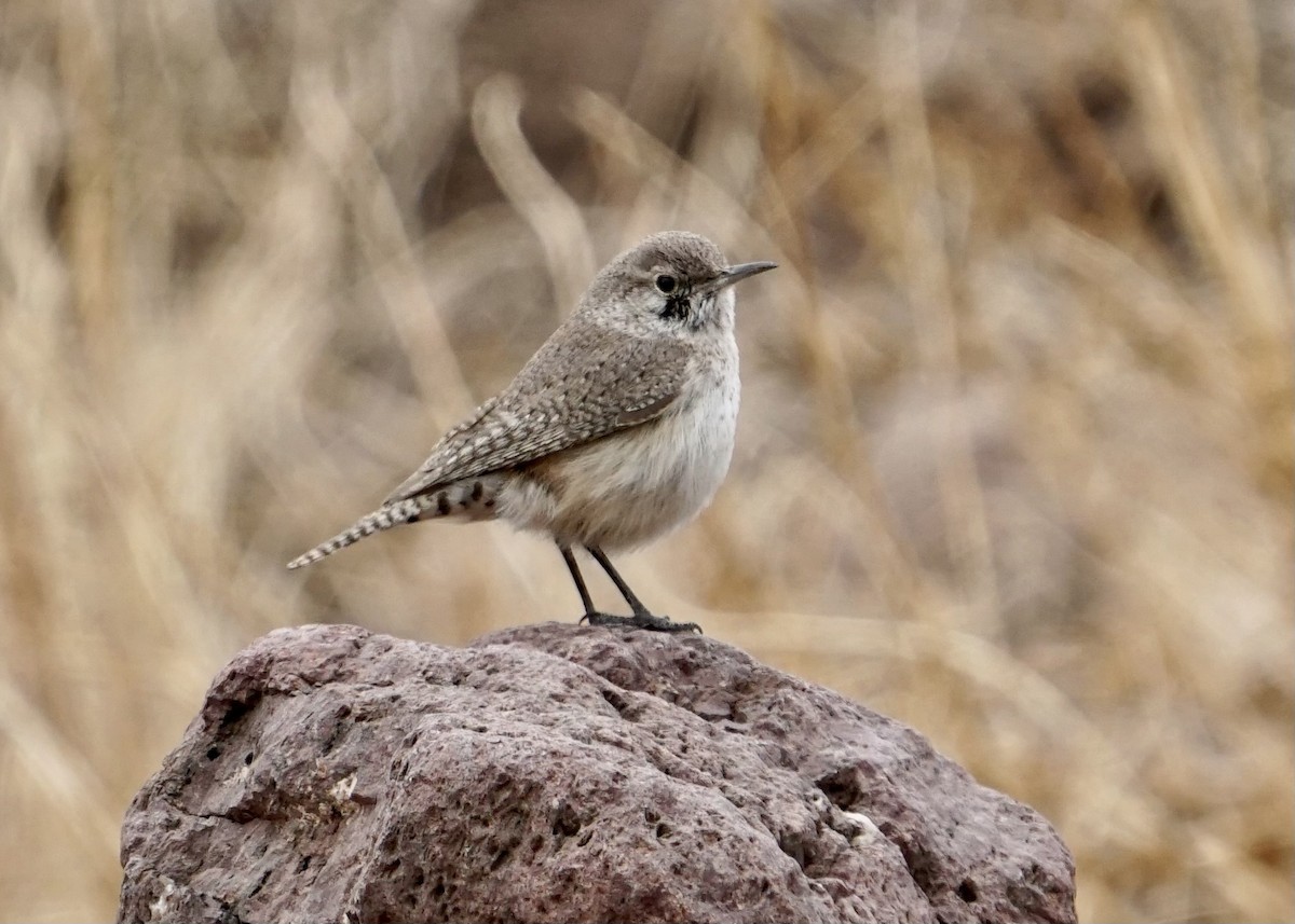 Rock Wren - ML442899771