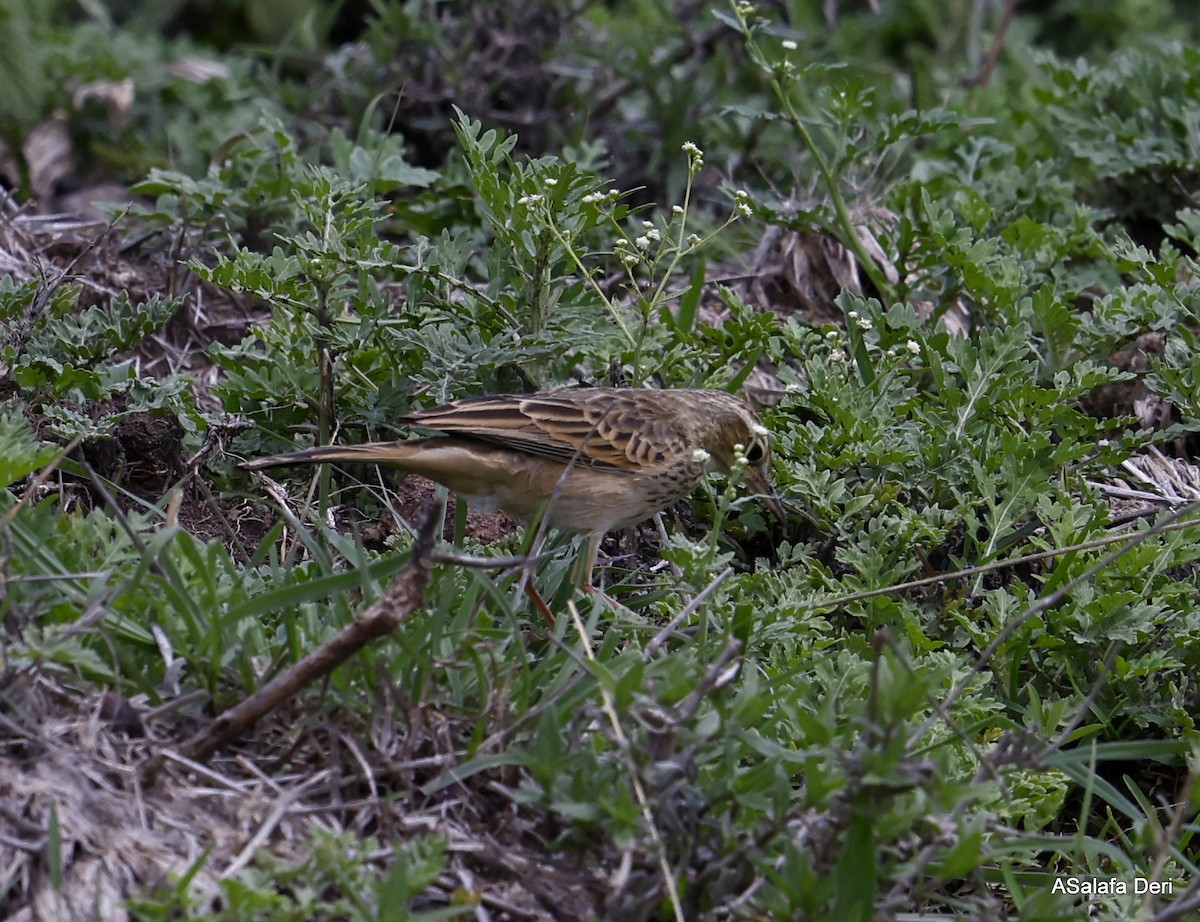 Long-billed Pipit (Nairobi) - ML442901451