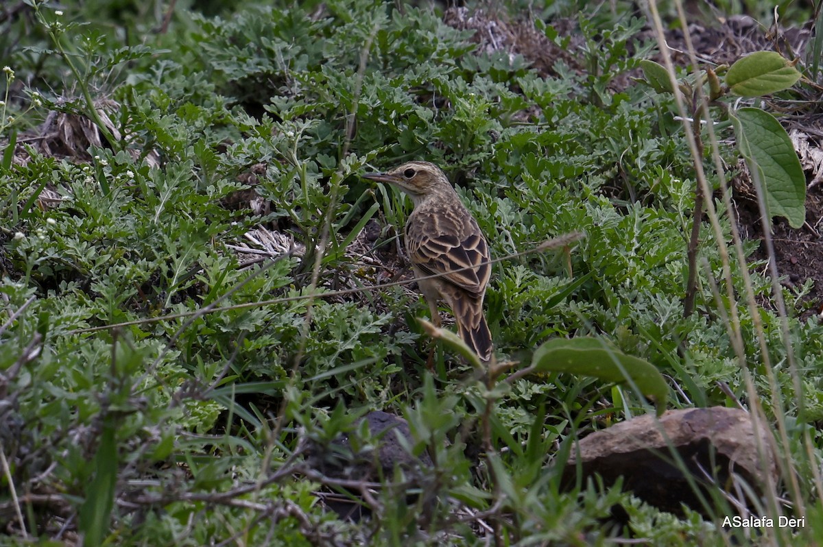 Pipit à long bec (chyuluensis) - ML442901531