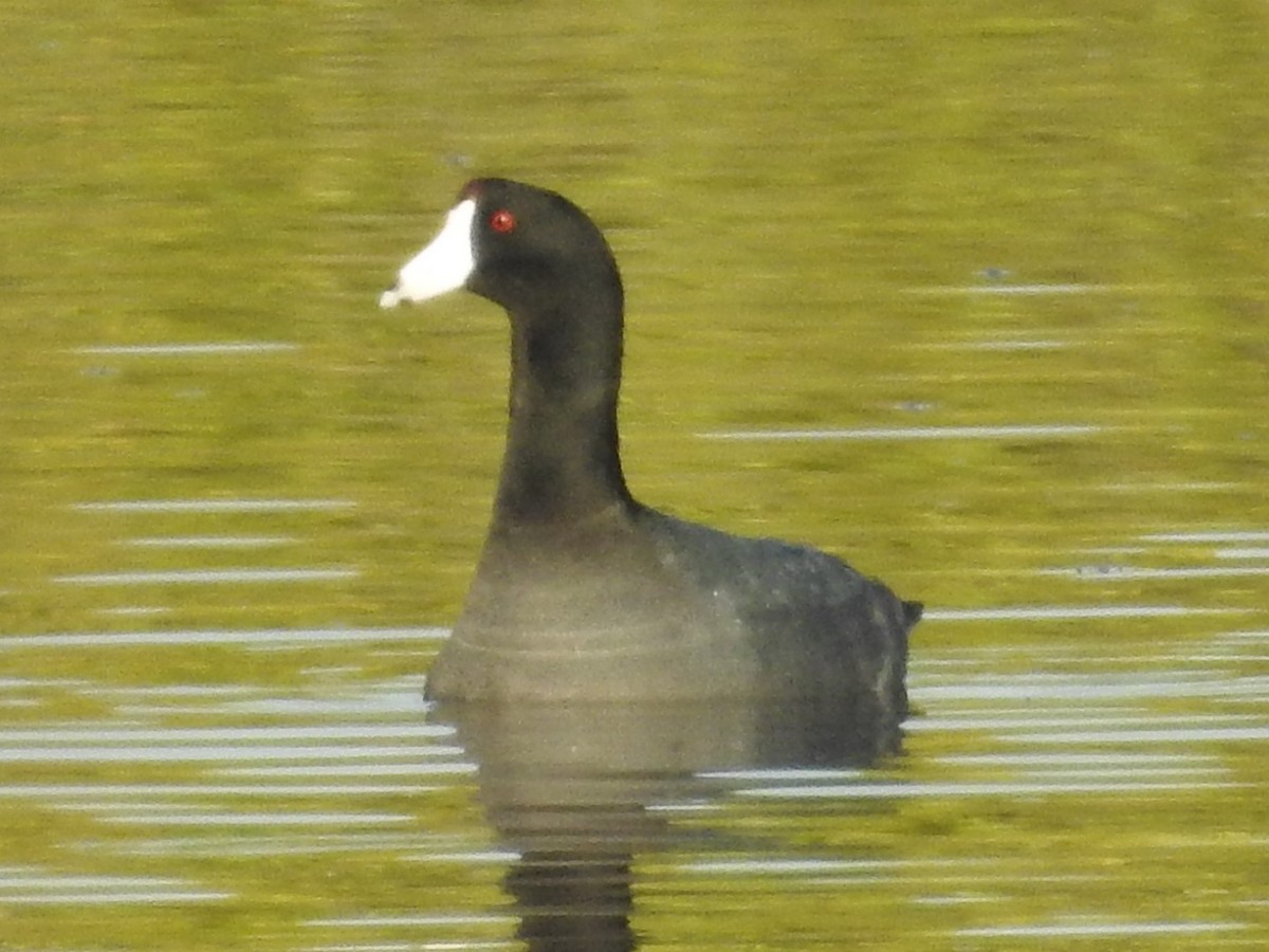 American Coot (Red-shielded) - Jeffrey Gammon