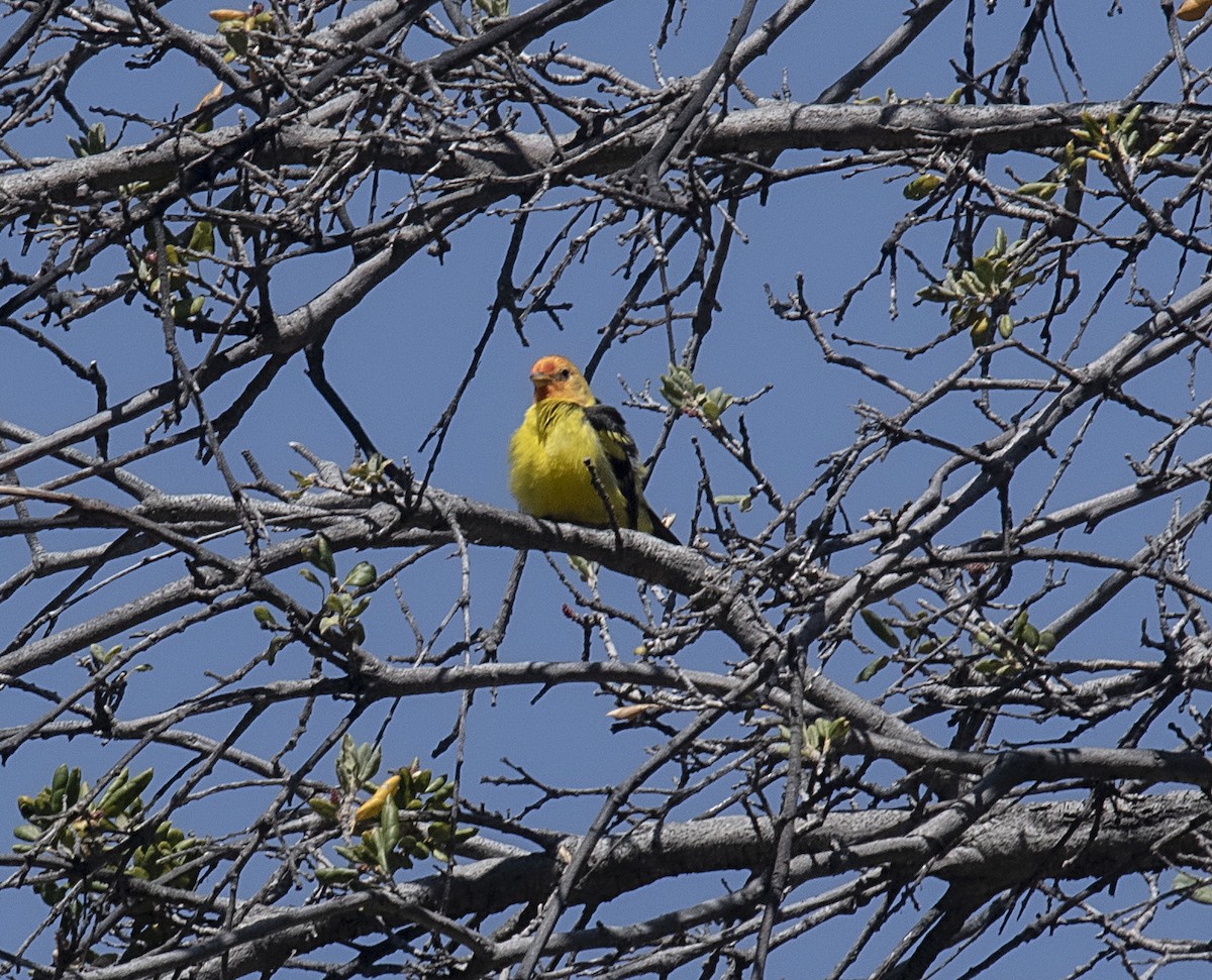 Western Tanager - ML442903221