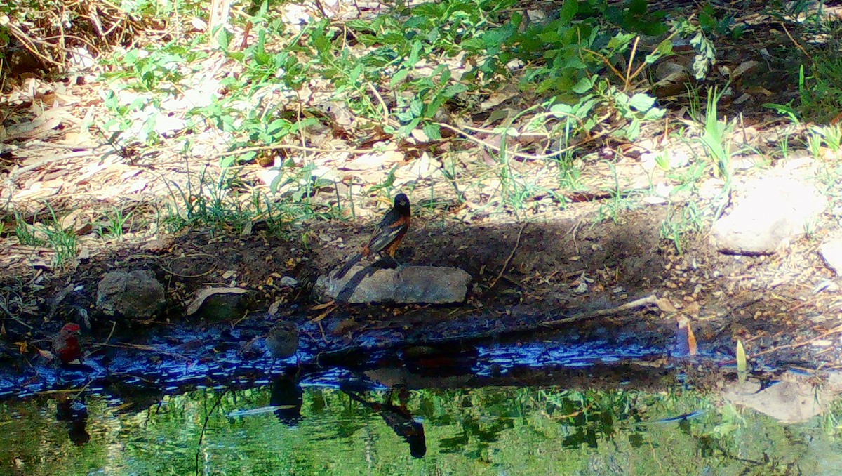 Orchard Oriole - ML442904171