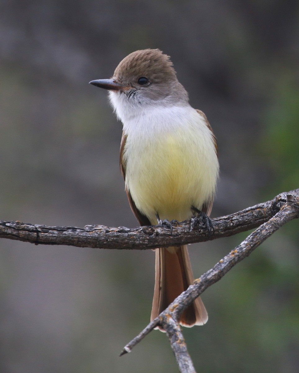Nutting's Flycatcher - ML44290481