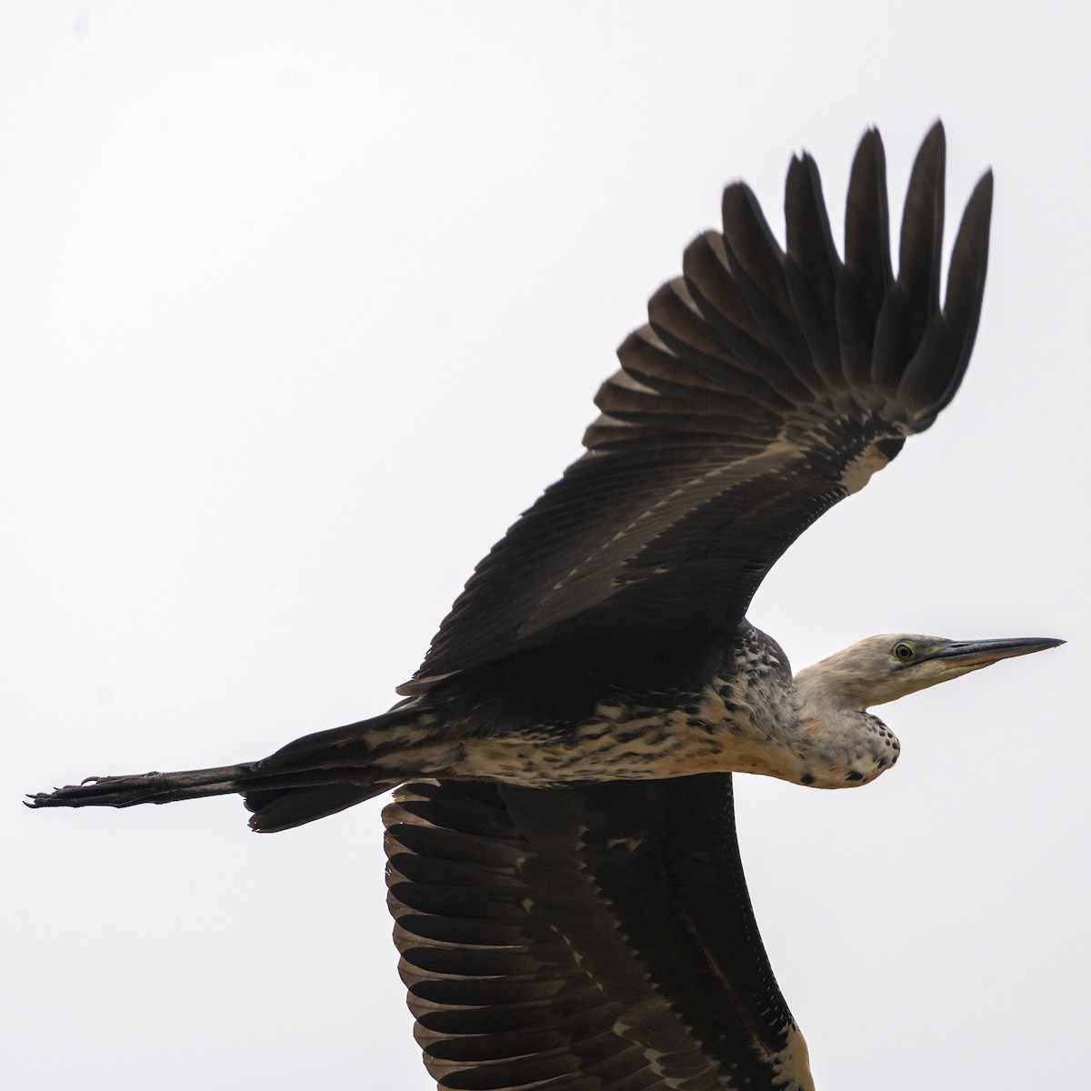 Pacific Heron - Geoffrey Groom