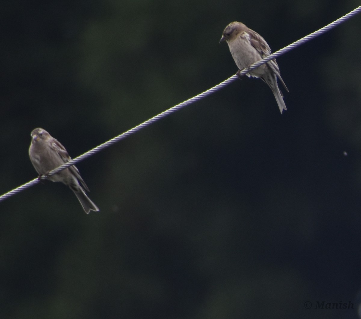 Plain Mountain Finch - ML442906111