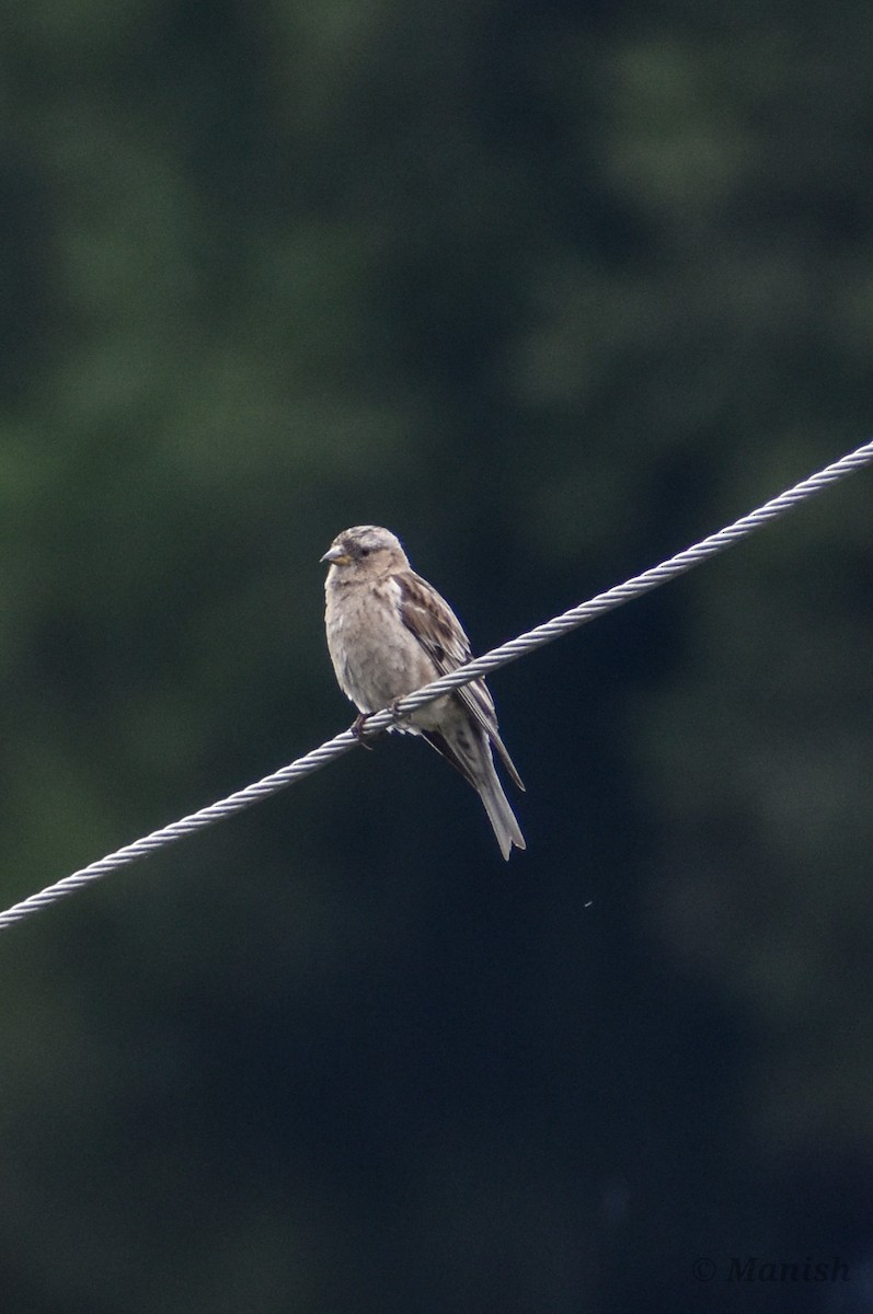 Plain Mountain Finch - ML442906121