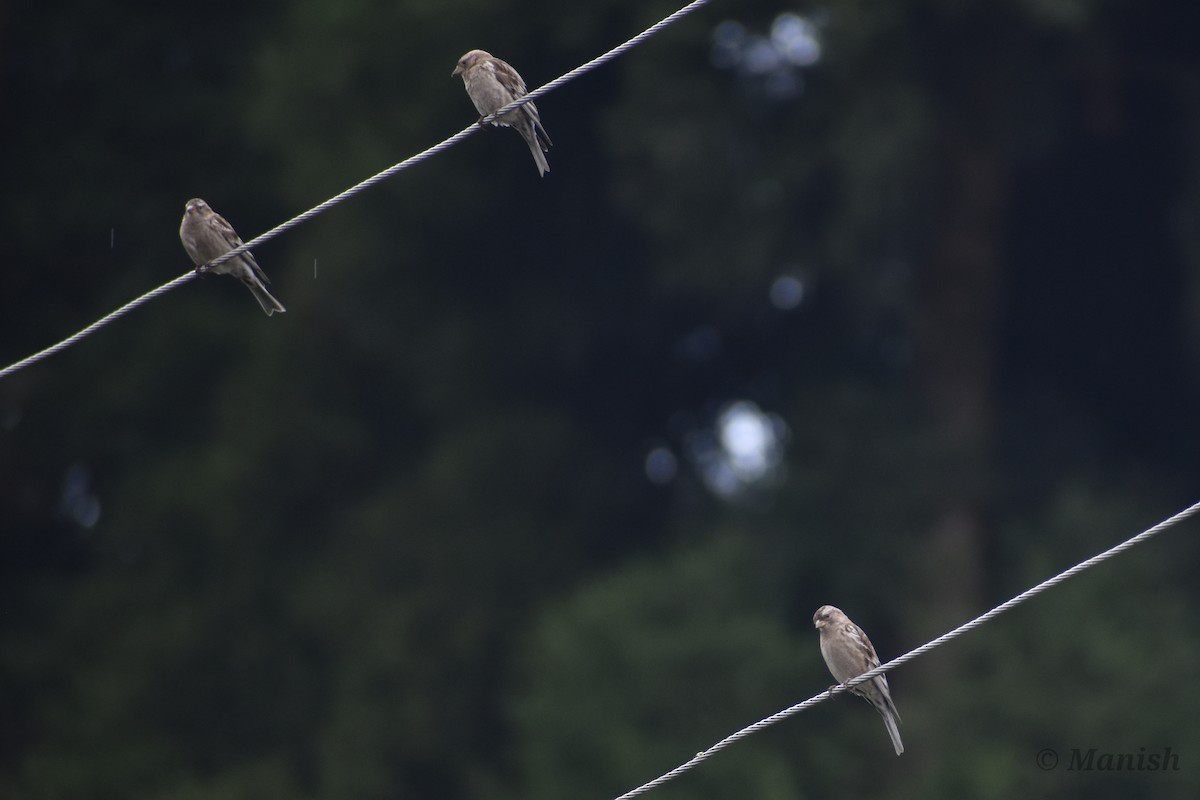 Plain Mountain Finch - ML442906351