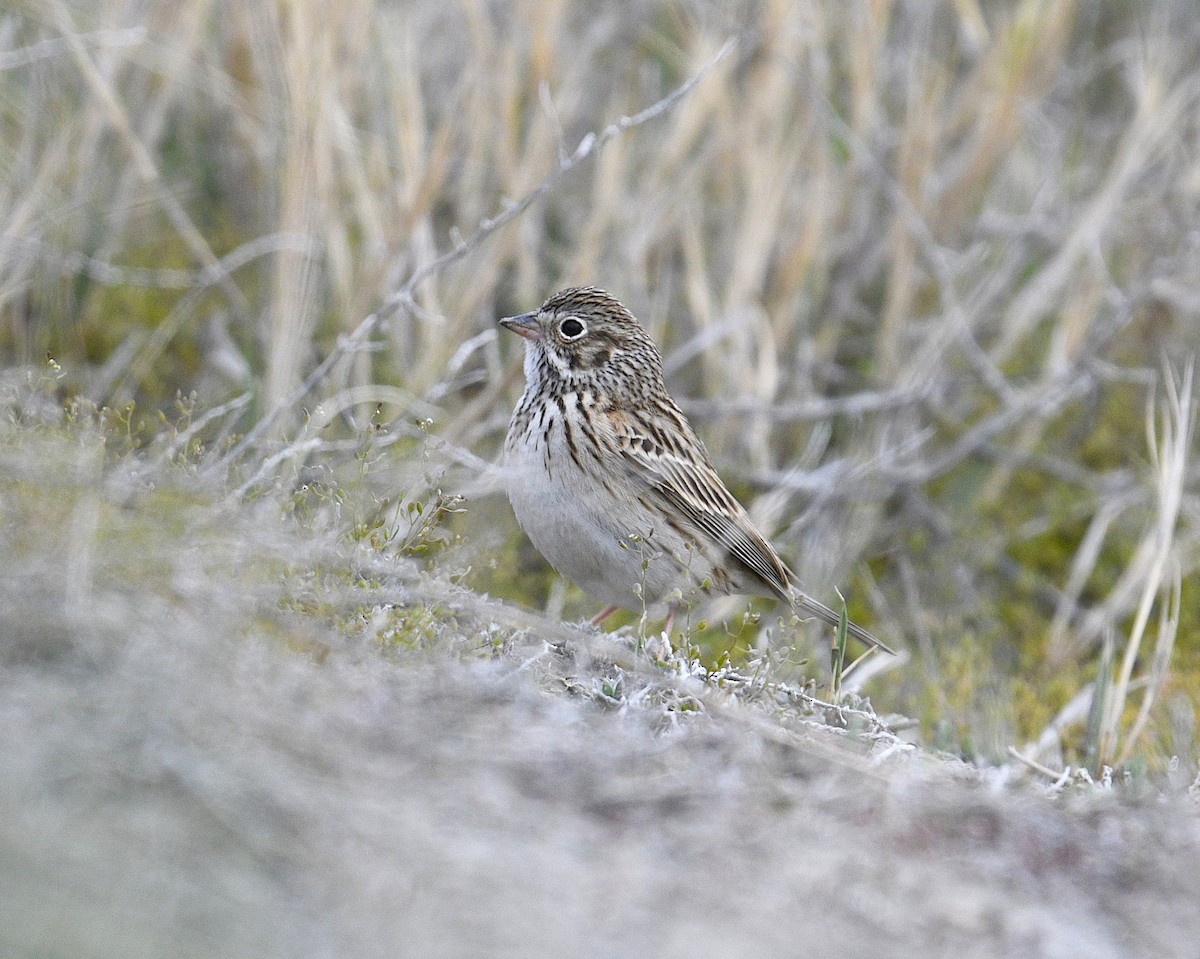 Vesper Sparrow - ML442906511