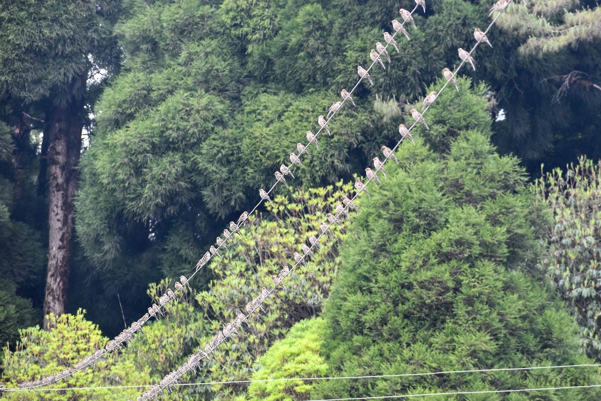 Plain Mountain Finch - ML442906521