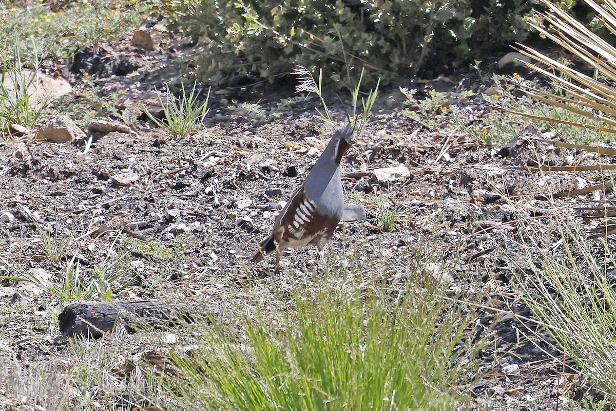 Mountain Quail - ML442906551