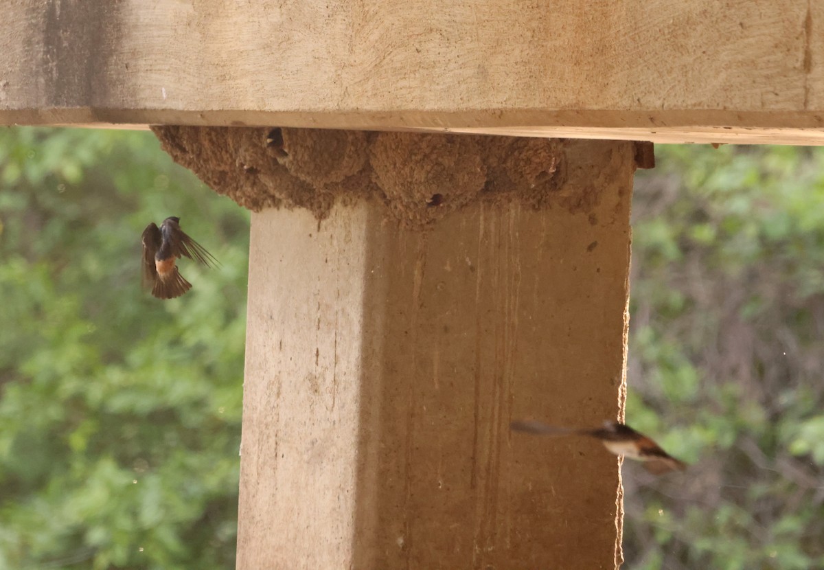 Cliff Swallow - ML442910451