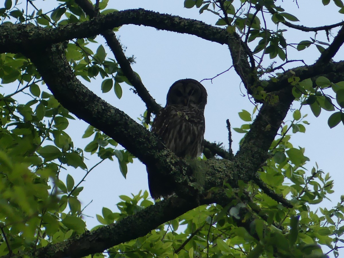 Barred Owl - ML442911511