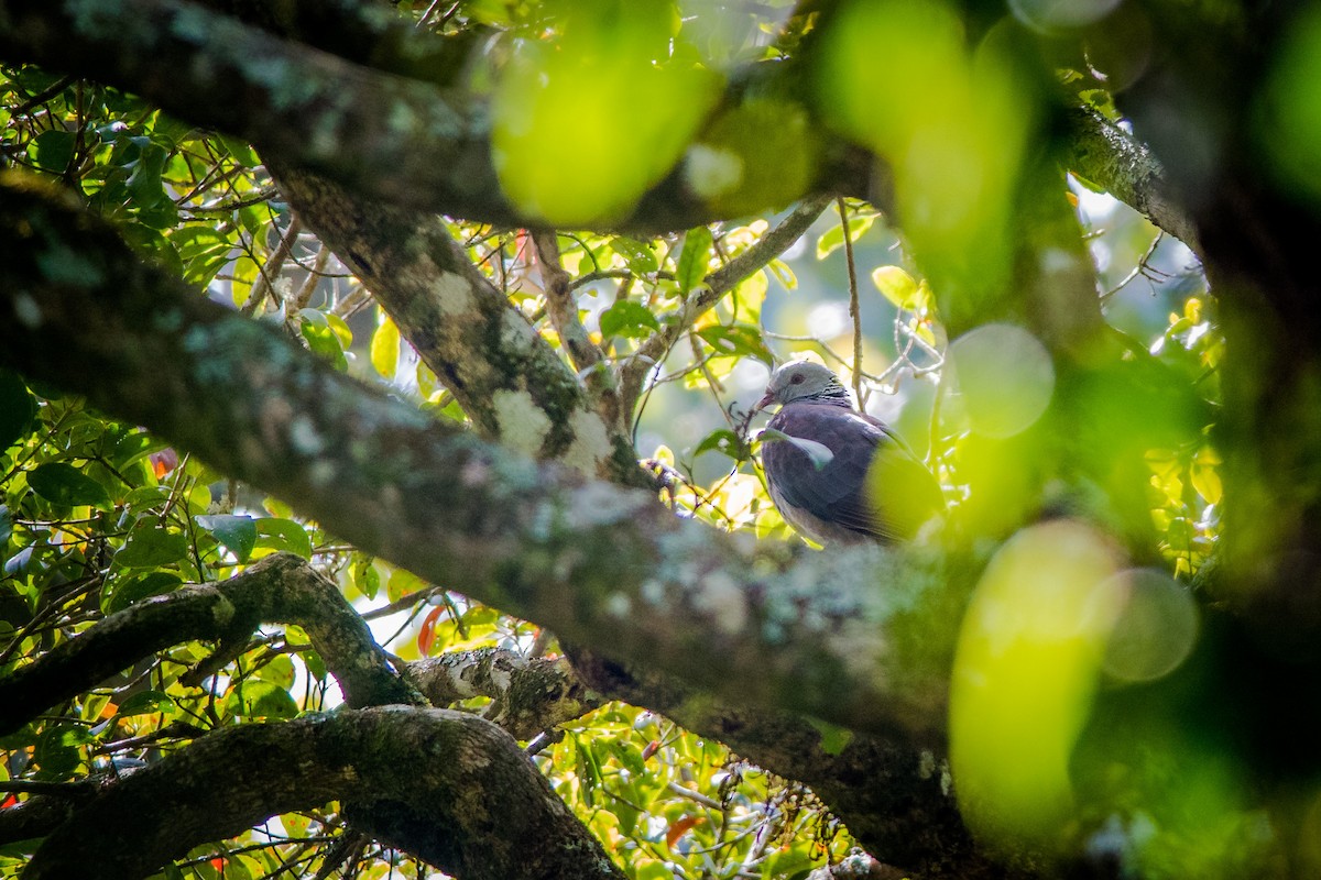 Nilgiri Wood-Pigeon - ML44291181