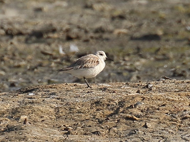 Bécasseau sanderling - ML442912851