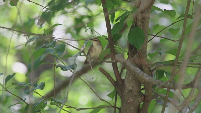 Swainson's Warbler - ML442913111