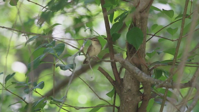 Swainson's Warbler - ML442913111