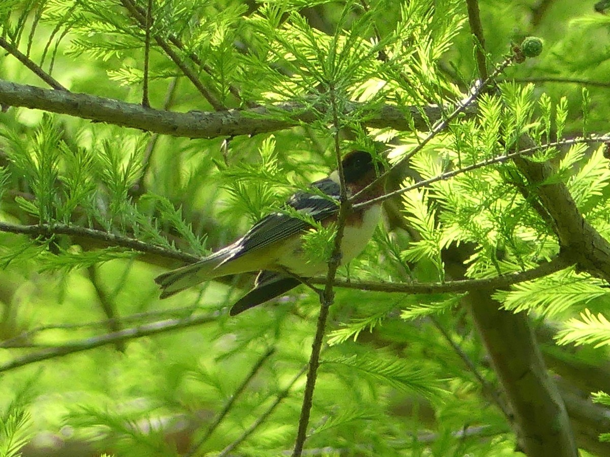 Bay-breasted Warbler - Eamon Corbett