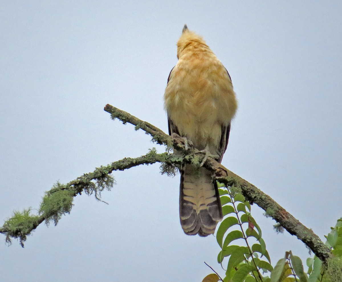 Yellow-headed Caracara - ML44291371