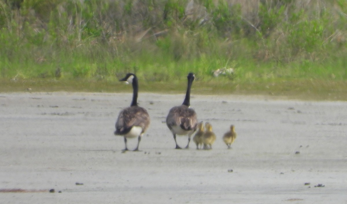 Canada Goose - Sneha Thirkannad