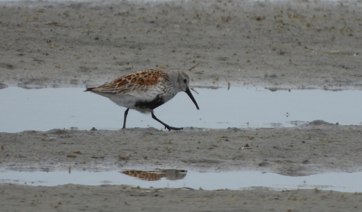 Dunlin - ML442914601