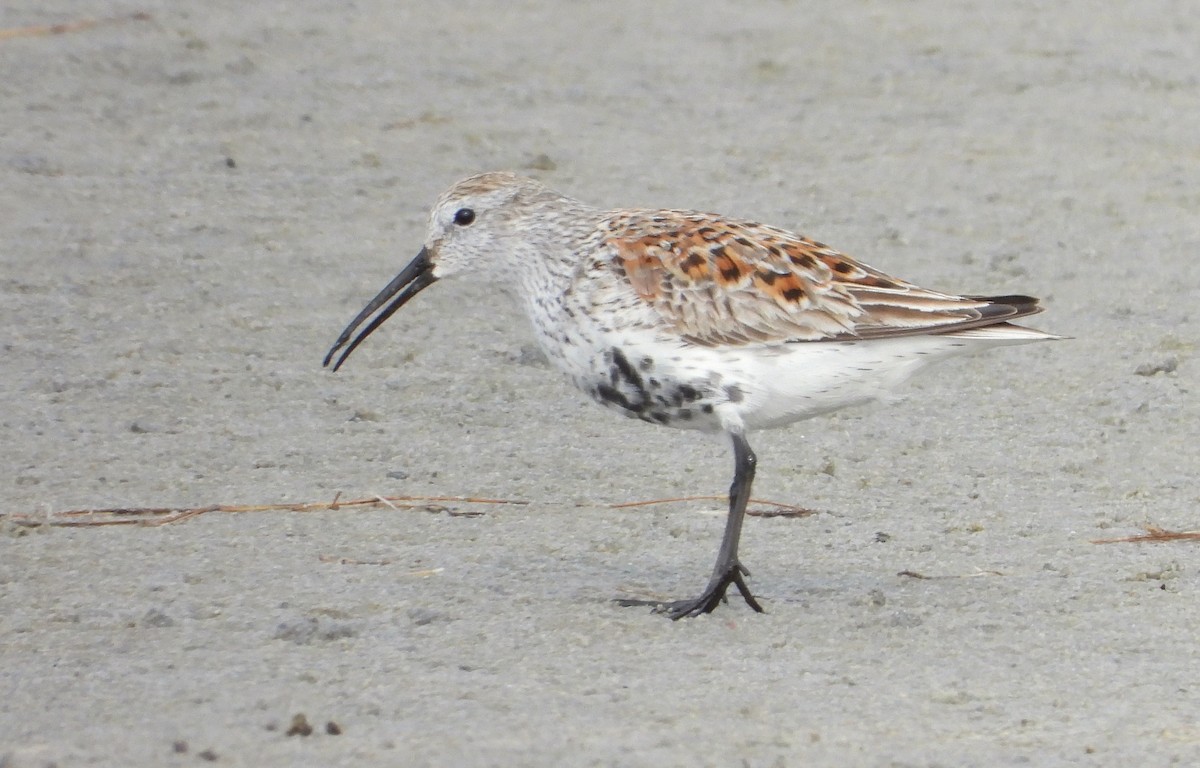 Dunlin - ML442914611