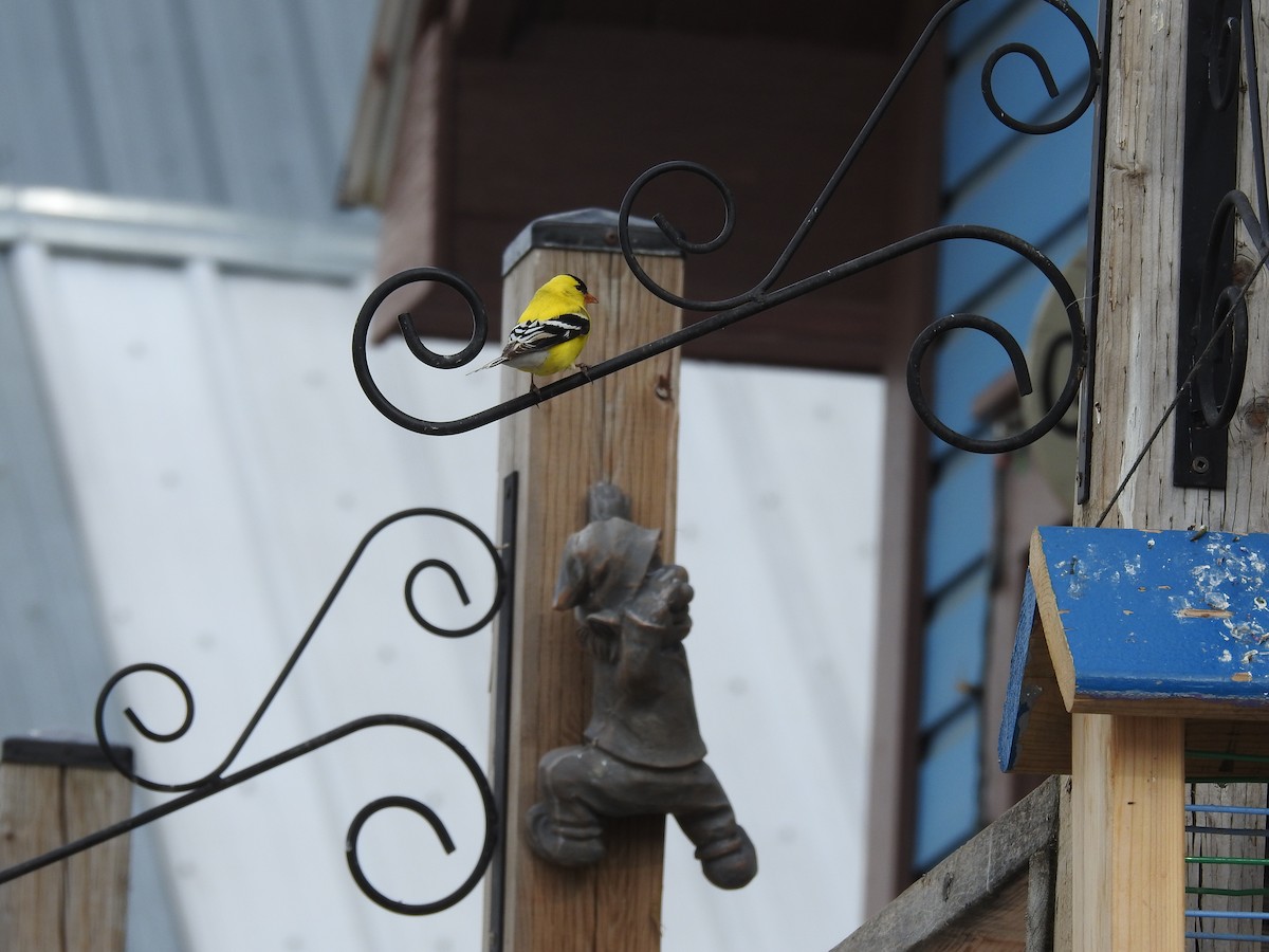 American Goldfinch - ML442914681