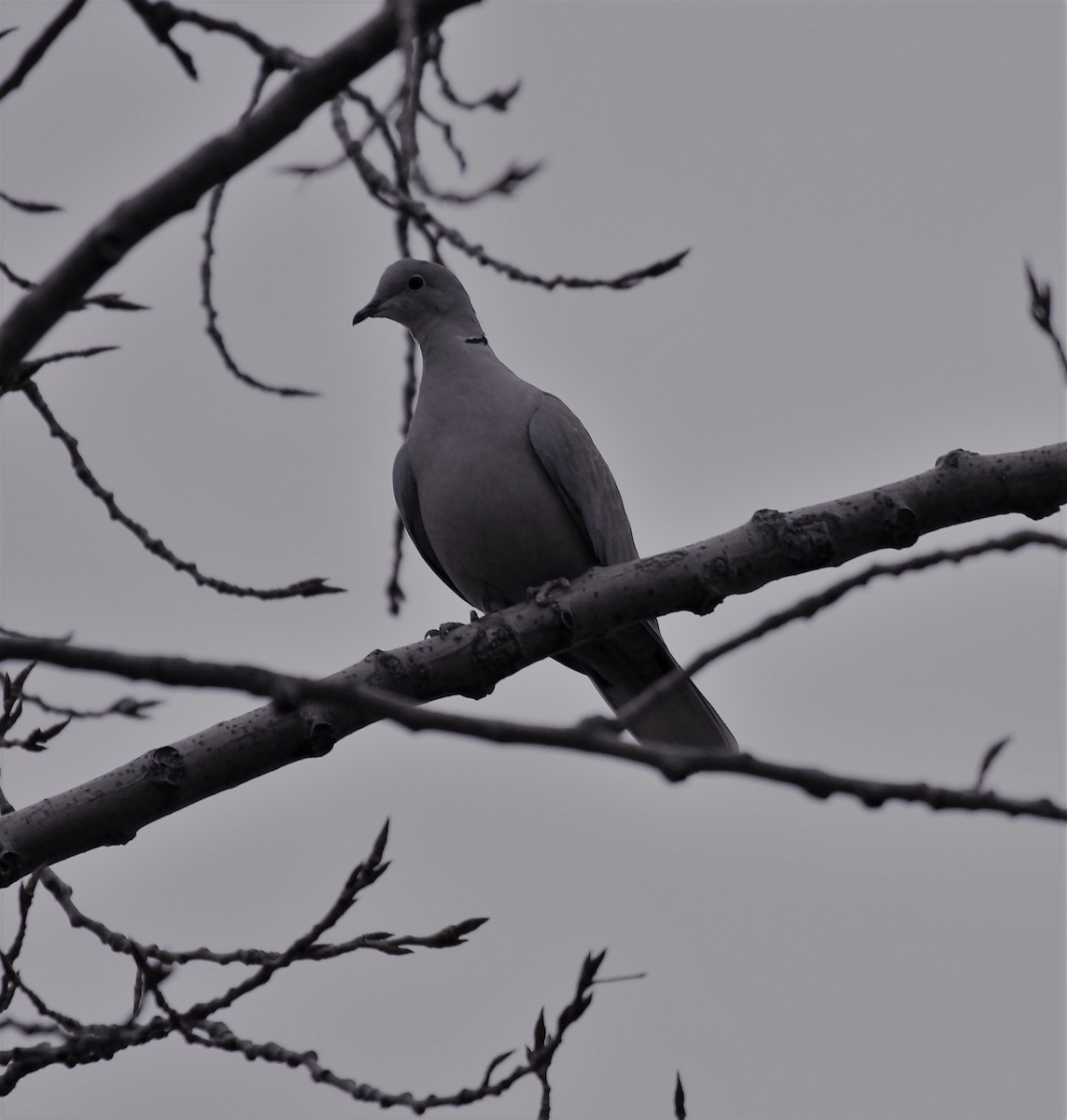 Eurasian Collared-Dove - H Thomas Bartlett