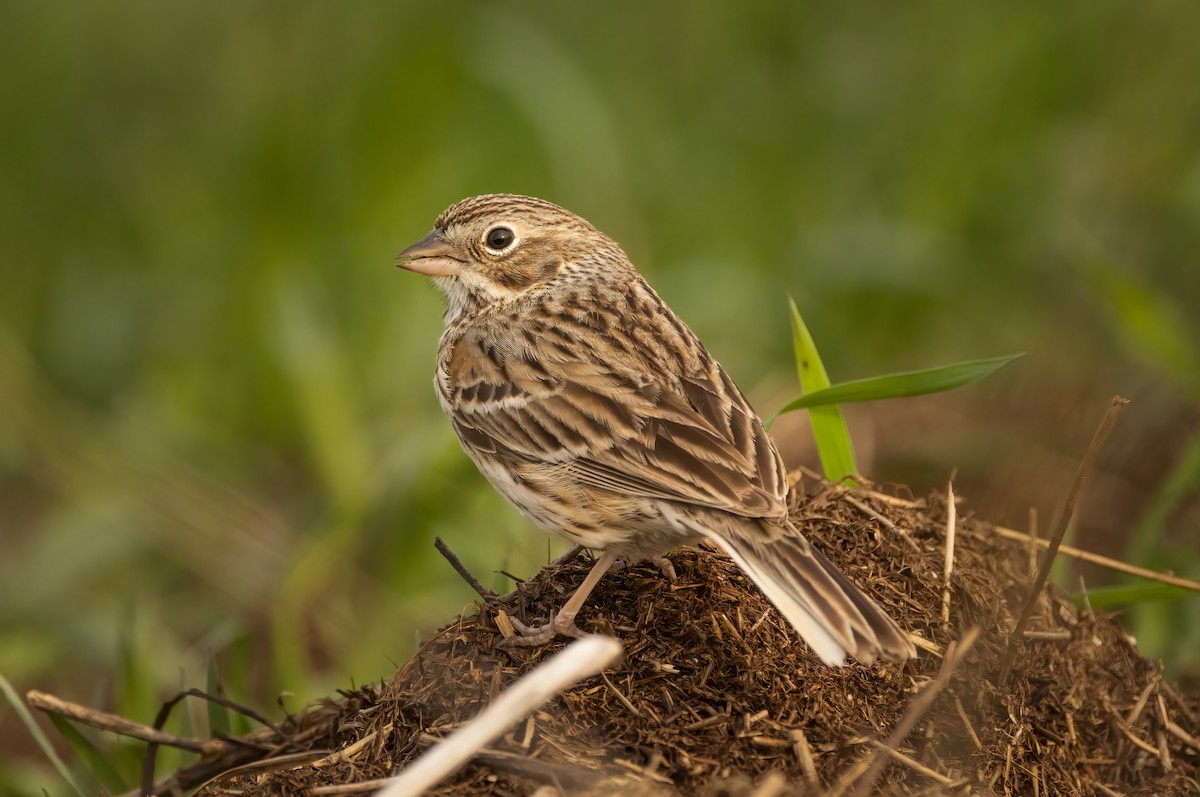 Vesper Sparrow - Harvey Fielder