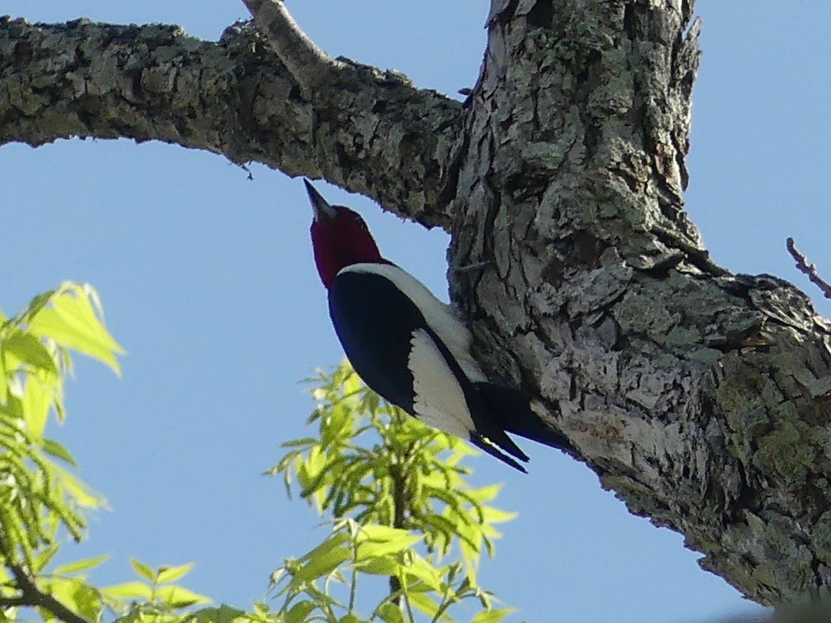 Red-headed Woodpecker - ML442918521
