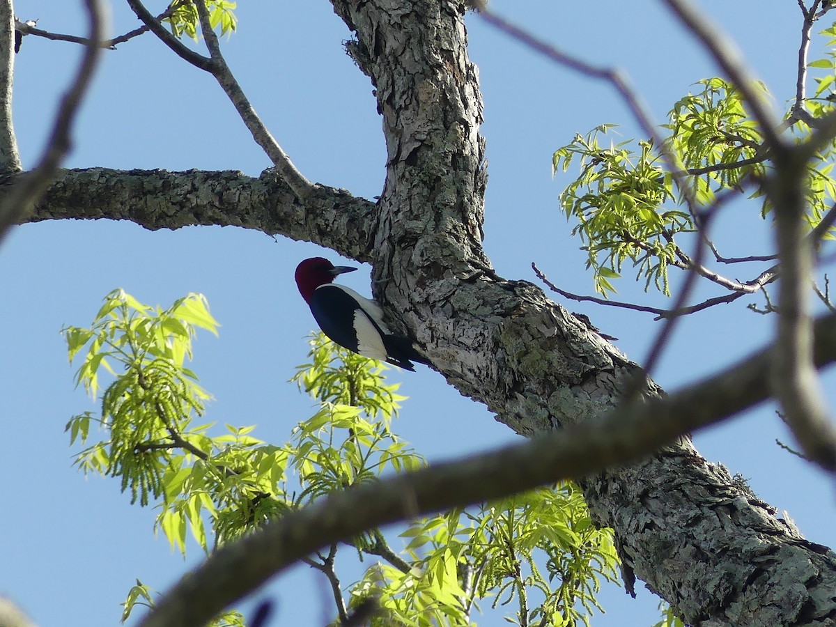 Red-headed Woodpecker - ML442919111